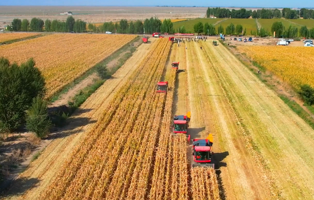 推進制種玉米機械采收 給敦煌種業振興插上科技的翅膀 —— 敦煌種業農業服務有限公司隆重開業 召開機械化采收演示會