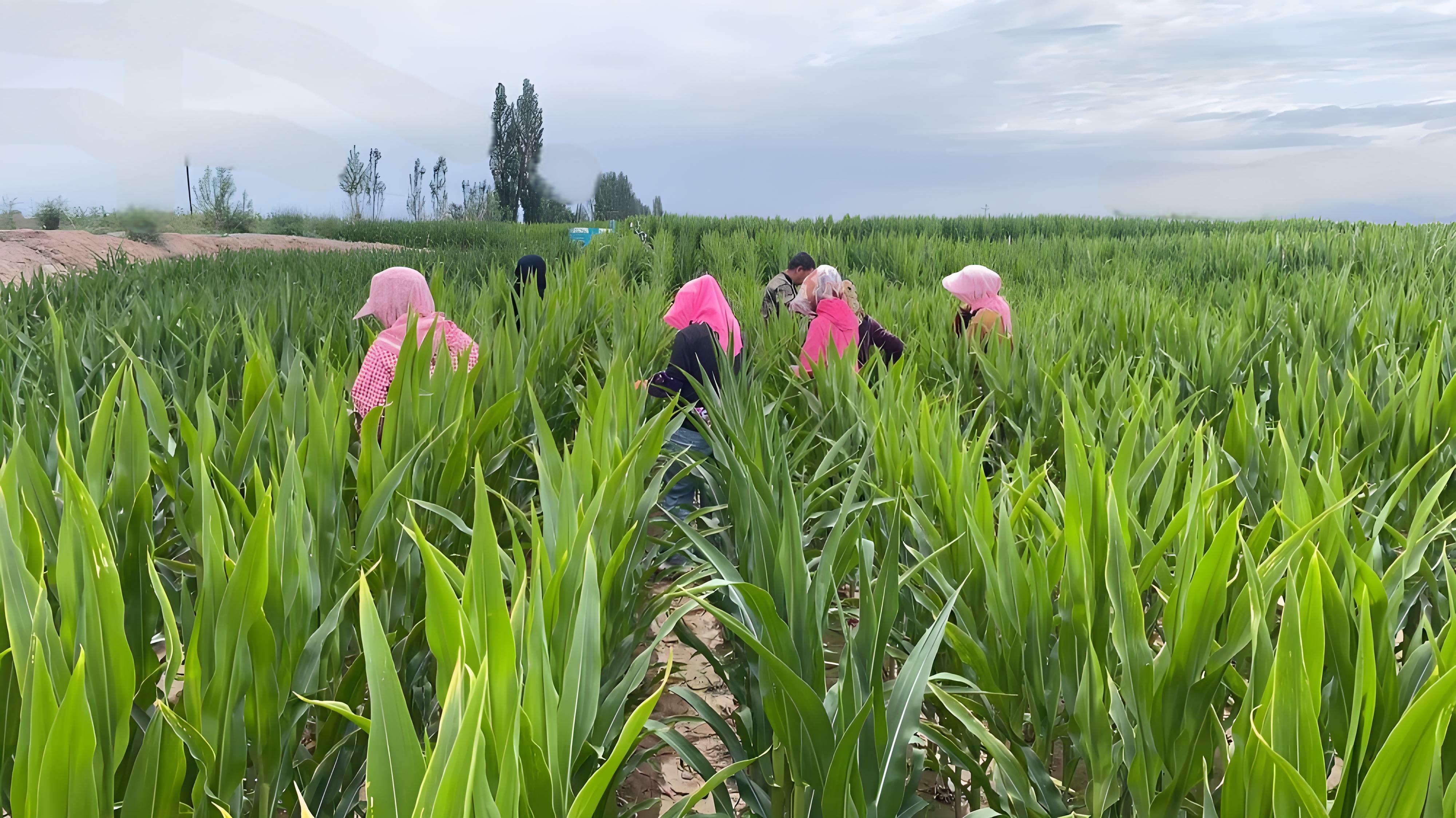 守護種子“純度生命線” | 敦煌種業高質量推進玉米去雄工作